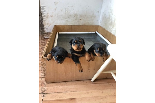 Rottweiler yaş 0-3 Aylık Konak Mah.