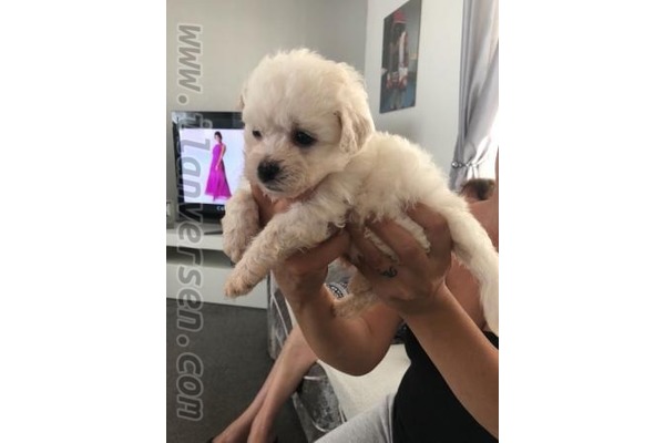 Maltese terrier köpek Bornova
