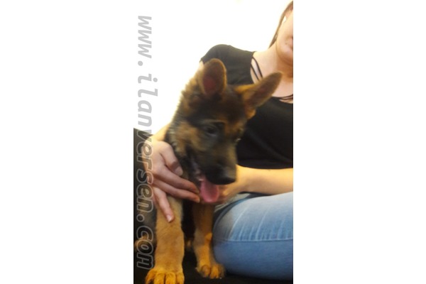 köpek Alman çoban kurdu fiyatları