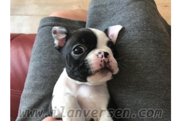 French bulldog Sahibinden Ergene Mah.