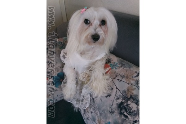 Cip takılı Maltese terrier