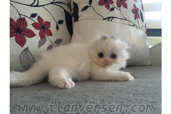 Scottish fold 0-3 Aylık İnkılap Mah.