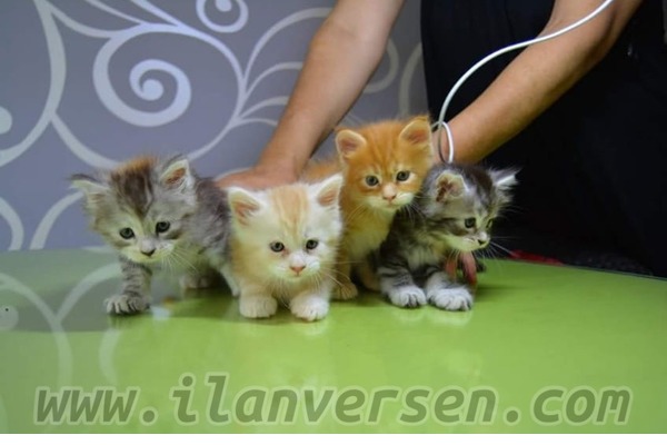 Maine coon Secereli