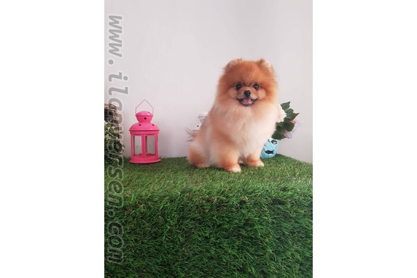 Pomeranian köpek Üsküdar