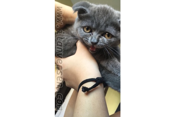 Scottish fold Dişi Telsizler Mah.