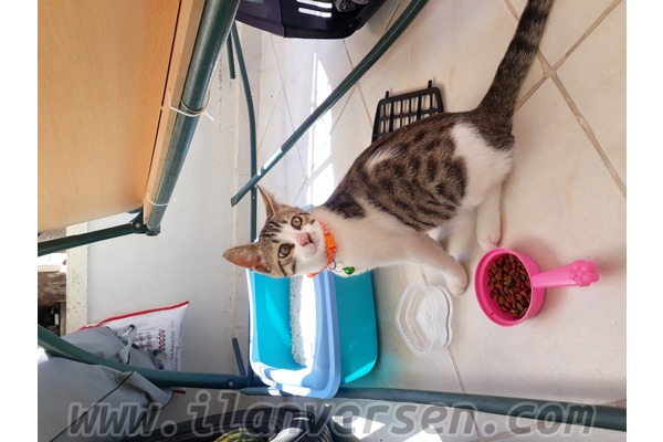 Diğer kedi ırkı Erkek Aşıkpaşa Mah.