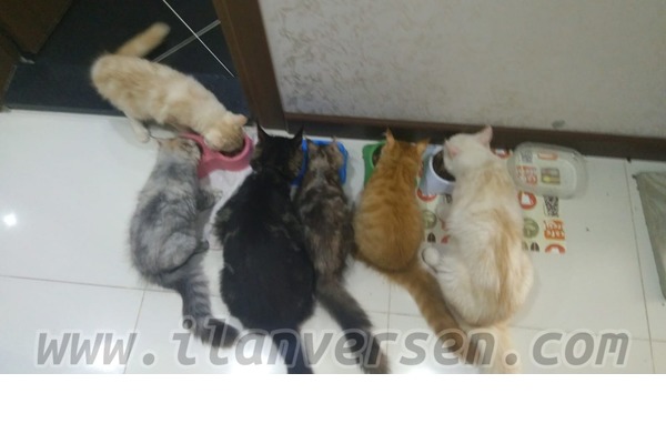 Maine coon Dişi ve Erkek kedi