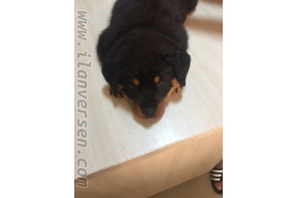 Adnan Kahveci Mah. Rottweiler ilanları
