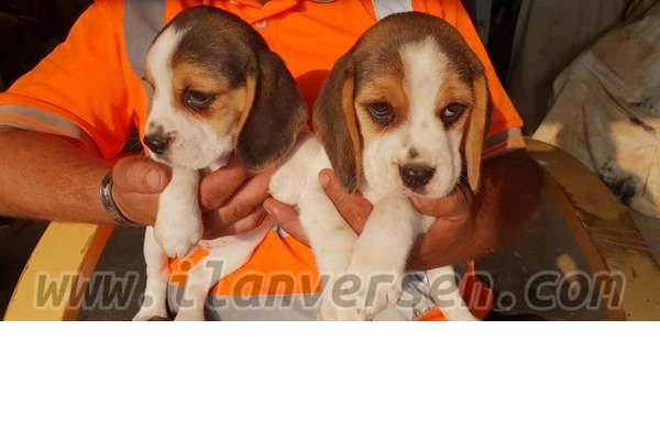 Ergene Mah. köpek ilanları