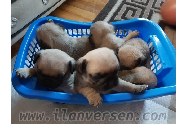 Pug yaş 0-3 Aylık Ergene Mah.
