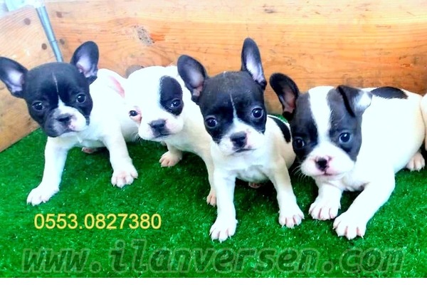 French bulldog yaş 0-3 Aylık
