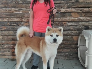 Parazit tedavisi yapılmış Akita inu
