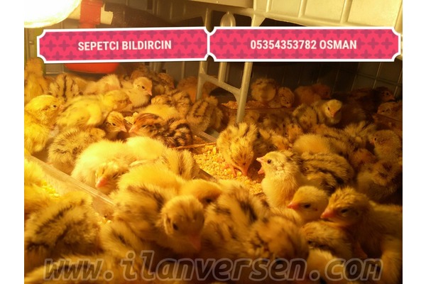 Harmandalı hayvanlar fiyatları