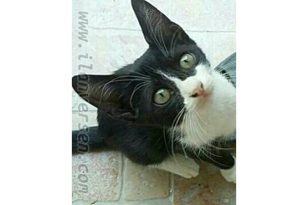 Diğer kedi ırkı 0 TL Murat Reis Mah.