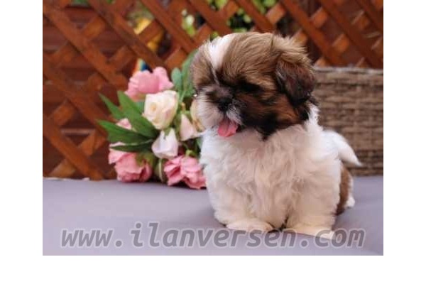 Shih-Tzu Sahibinden 1 TL