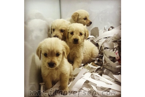 BABY FACE GOLDEN RETRİEVER YAVRUSU ANKARA