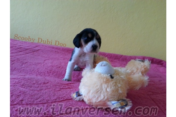 Beagle Sahibinden Çelebi Mah.