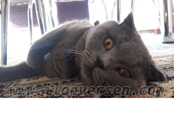 Scottish fold Sahibinden 1000 TL