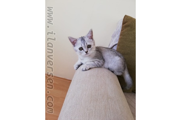 British shorthair 1000 TL Cami Mah.