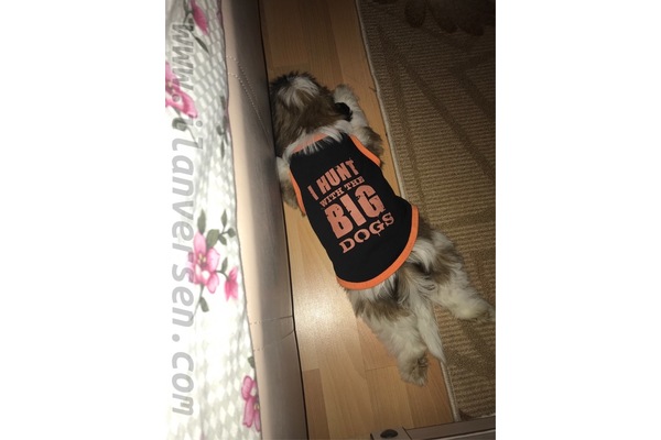 Shih-Tzu köpek Akşehir