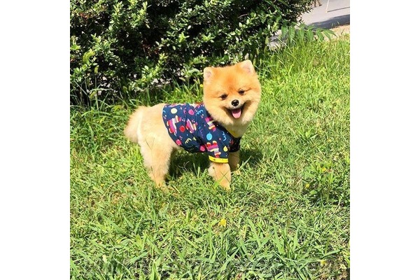 Dişi ve Erkek köpek Ardıçlı Köyü