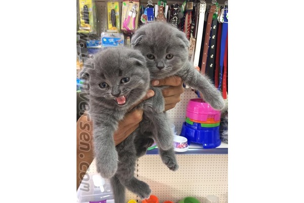 Scottish fold ilanları