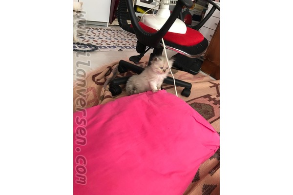Chinchilla ilanları
