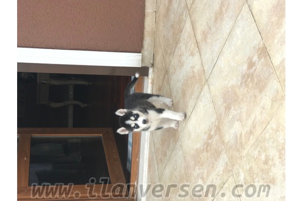 Husky Sahibinden 1700 TL