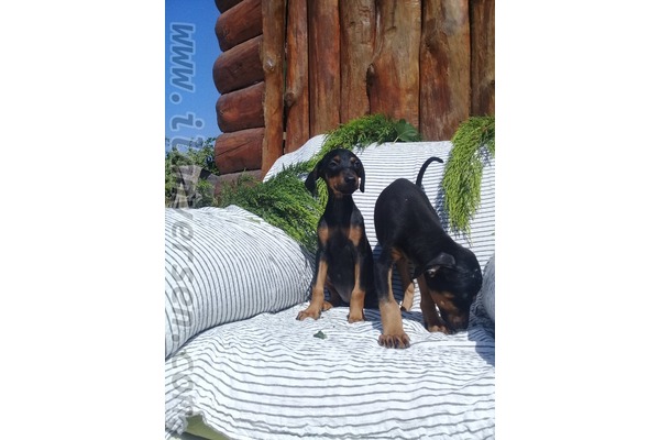 Doberman 1 TL Çelebi Mah.