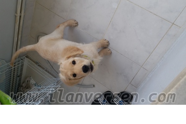 Golden retriever Erkek köpek