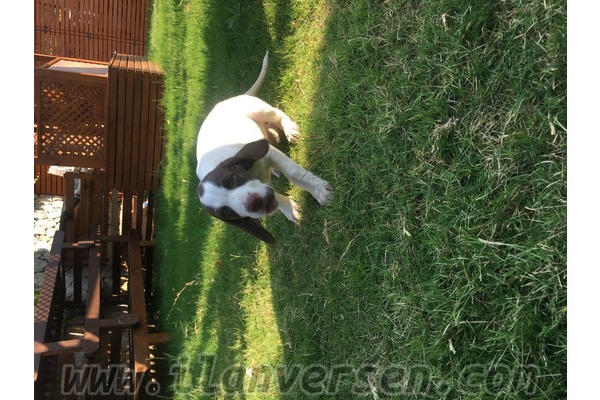 Firuzköy Mah. köpek ilanı ver