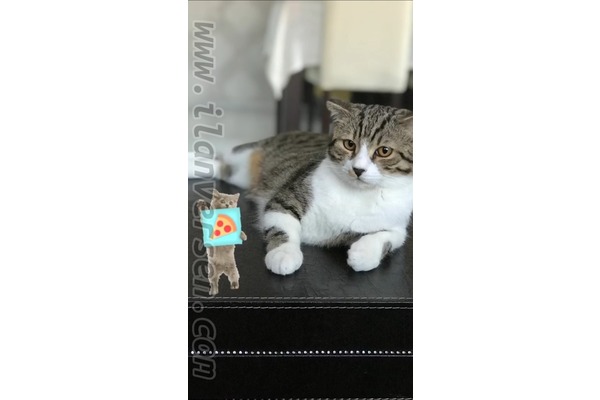 Scottish fold ilanları