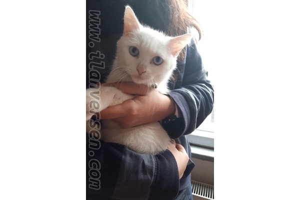 Dişi kedi Demirkapı Mah.