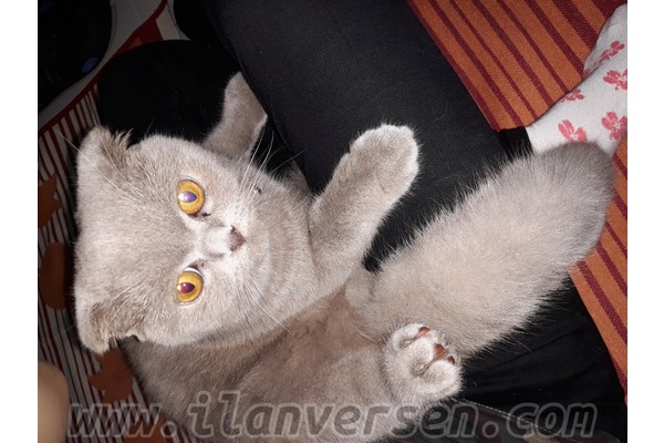 Scottish fold kedi Güngören