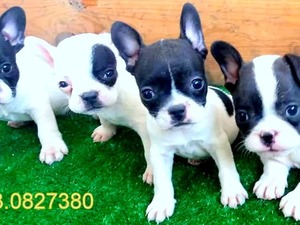 Işıklar Mah. köpek fiyatları
