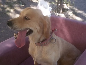 Golden retriever Daha önce hayvan bakanlara