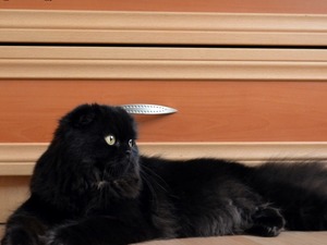 Scottish fold Dişi Mevlanakapı Mah.