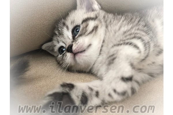 British shorthair dişi minnaklar