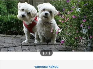  Maltese terrier yaş 3-6 Aylık Yassıada