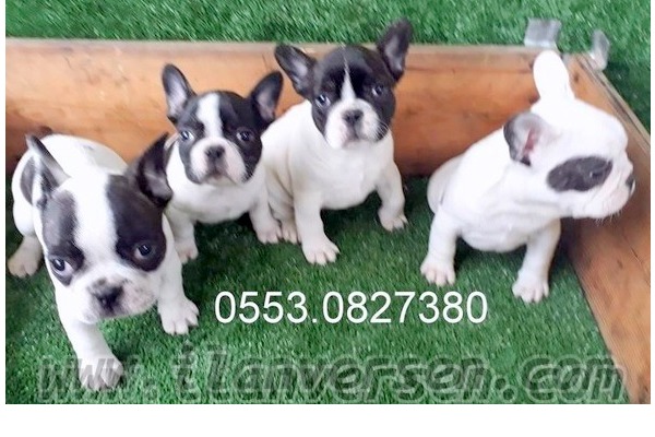 Işıklar Mah. köpek ilanları