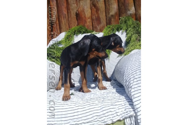 Çelebi Mah. köpek fiyatları