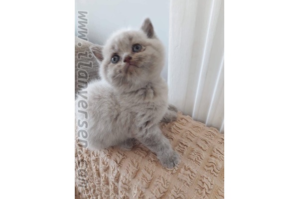 British shorthair