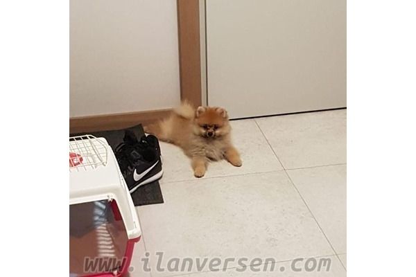 Hamidiye Mah. köpek ilanları