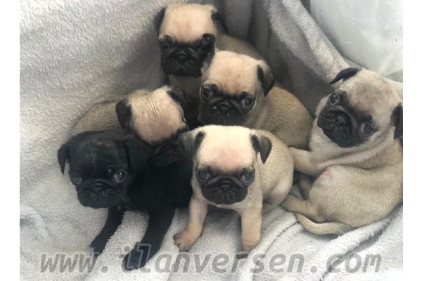 Pug yaş 0-3 Aylık Konak Mah.