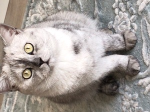 whiskas kedi kedi ilanlari Veysel Karani Mah.