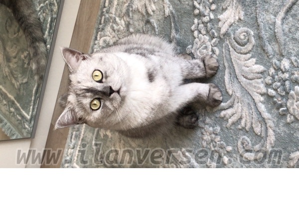 kedi ilanlari Veysel Karani Mah.