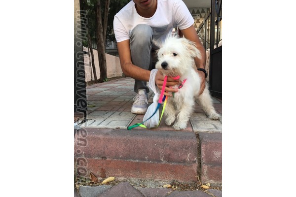Maltese terrier Tuvalet eğitimli