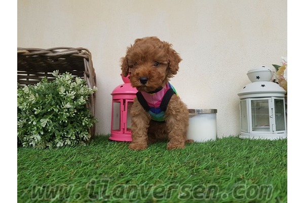 Poodle Dişi ve Erkek Çengelköy Mah.