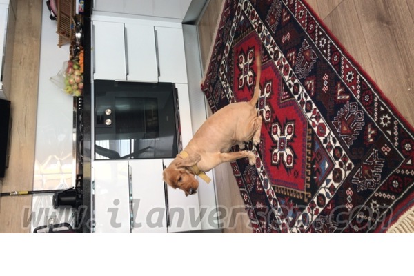 köpek ilanlari Sarısu Mah.