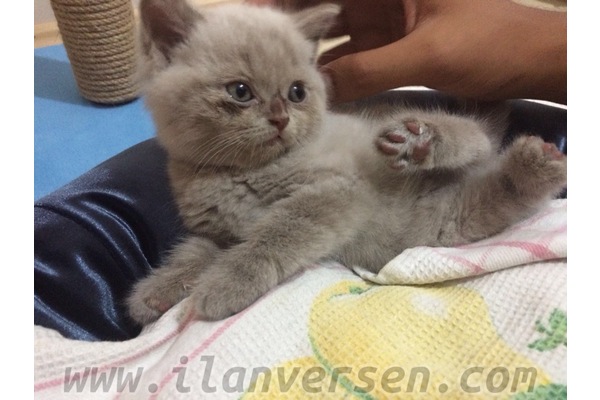 Uğur Mumcu Mah. kedi ilanı ver